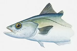 Illustration of Pollack (Pollachius) fish
