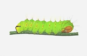 Images Dated 29th September 2010: Illustration of Polyphemus Moth (Antheraea Polyphemus) caterpillar on stem