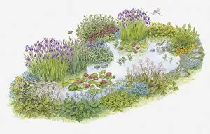 Aquatic Plant Gallery: Illustration of a pond showing rich variety of plants