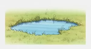 Illustration of pool of water in grass