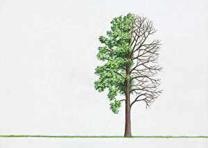 Illustration of Poplar (Populus) tree with green leaves and bare branches