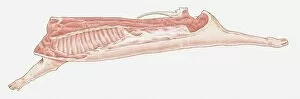 Images Dated 13th April 2010: Illustration of side of pork showing sections of meat used