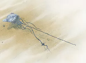 Images Dated 29th September 2010: Illustration of Portuguese Man o War (Physalia physalis) floating on sea with long tentacles