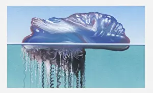 Illustration of Portuguese Man O War (Physalia physalis) in sea