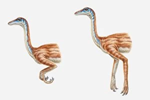 Illustration of two possible hand positions of a Struthiomimus, a bipedal dinosaur, Cretaceous period