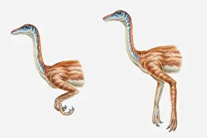 Position Prints: Illustration of two possible hand positions of a Struthiomimus