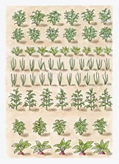 Images Dated 29th September 2009: Illustration of potato plant, carrots, onions, tomato plant, leeks, parsnips, beetroot, shallots, ma