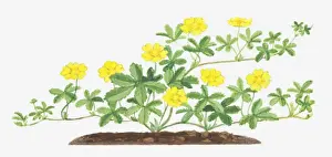 Creeper Plant Prints: Illustration of Potentilla reptans (Creeping cinquefoil)