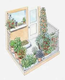 Images Dated 14th June 2010: Illustration of potted herbs and fruit trees on a small patio area