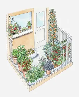 Plant Pot Prints: Illustration of potted herbs and fruit trees on a small patio area