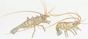 Illustration of Prawns (Dendrobranchiata), showing long antennae