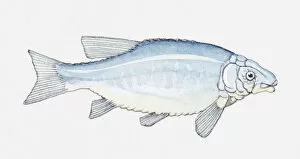 Images Dated 15th April 2010: Illustration of a prehistoric fish