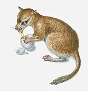 Illustration of a prehistoric ominivorous mammal eating a dinosaurs egg