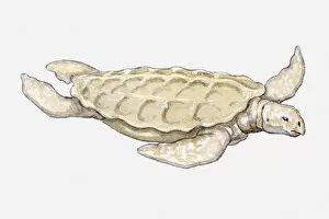 Illustration of a prehistoric turtle