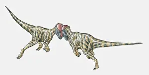 Illustration of Prenocephale dinosaurs confronting head-on
