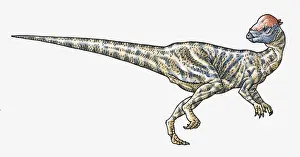 Dinosaur Prints: Illustration of Prenocephale pachycephalosaurid dinosaur