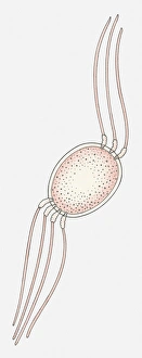 Images Dated 8th April 2010: Illustration of a Prokaryote cell