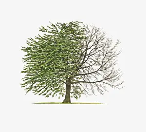 Illustration of Prunus avium Plena (Double Gean) showing shape of tree with and without leaves