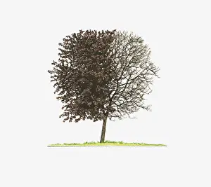 Bare Tree Prints: Illustration of Prunus cerasifera Nigra (Purple-leaved Plum) showing shape of tree with and without leaves