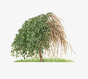 Illustration of Prunus Cheals Weeping (Cheals Weeping Cherry) showing shape of tree with and without leaves