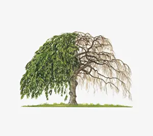 Illustration of Prunus pendula Pendula Rubra (Weeping Spring Cherry) showing shape of tree with and without leaves