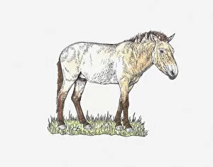 Illustration of Przewalskis Horse (Equus ferus przewalskii) standing on grass