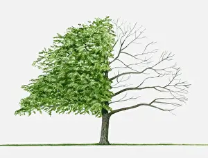 Bare Tree Prints: Illustration of Pterocarya stenoptera (Chinese Wingnut)