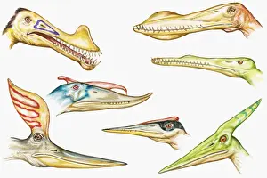 Mouth Open Prints: Illustration of Pterodactyloid heads showing sharp teeth and crests on top of heads and snouts