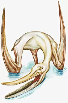 Illustration of Pterodaustro, with narrow, bristle-like teeth on lower mandible, and large wings