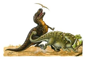 Illustration of Pterosaur flying above Tyrannosaurus Rex as it looks up with open mouth as Euoplocephalus hits body of
