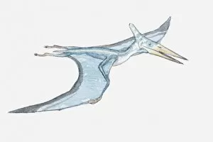 Illustration of a Pterosaur, a prehistoric bird, late Triassic-late Cretaceous periods