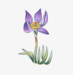 Pasqueflower Prints: Illustration of Pulsatilla vulgaris (Pasque flower)