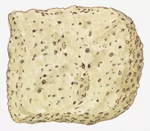 Images Dated 6th July 2011: Illustration of pumice