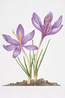 Iris Family Gallery: Illustration, purple flowers and slender grass-like leaves of Crocus biflorus