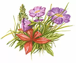 Illustration of purple and red flowers, with green leaves, able to withstand cold tundra and mountain weather