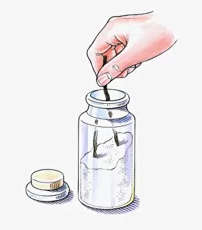 Images Dated 1st October 2009: Illustration of putting vanilla pods in jar with white sugar