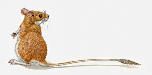 Long Prints: Illustration of Pygmy Gerbil (Gerbillus henleyi) standing on hind legs