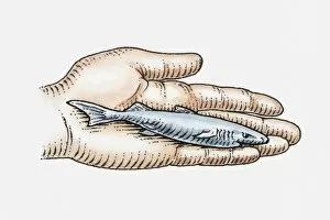 Images Dated 29th April 2010: Illustration of Pygmy Lanternshark (Etmopterus fusus) in palm of hand