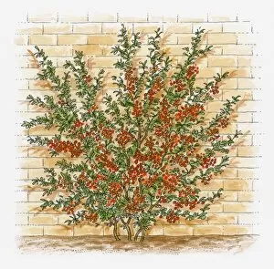 Illustration of Pyracantha bush growing against brick wall showing red berry-like pomes