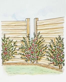 Illustration of Pyracantha shrubs planted along a fence, one covering gap in fence