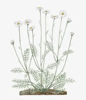Daisy Prints: Illustration of Pyrethrum or Tanacetum cinerariifolium (Dalmatian chrysanthemum)