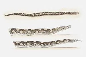 Images Dated 21st May 2010: Illustration of pythons moving by creeping along