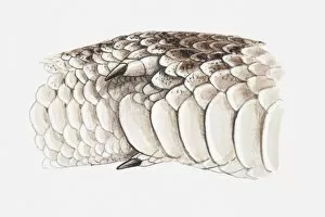 Images Dated 21st May 2010: Illustration of a pythons spurs, close-up