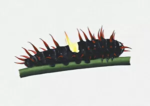 Images Dated 2nd December 2010: Illustration of Queen Alexandras Birdwing (Ornithoptera alexandrae) caterpillar on green stem