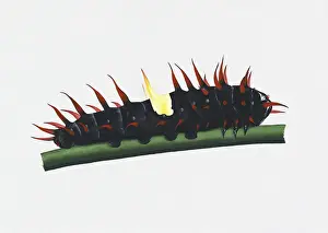 Illustration of Queen Alexandras Birdwing (Ornithoptera alexandrae) caterpillar on green stem