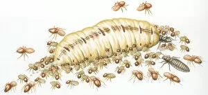 Images Dated 2nd September 2008: Illustration of Queen, King, worker and soldier termites