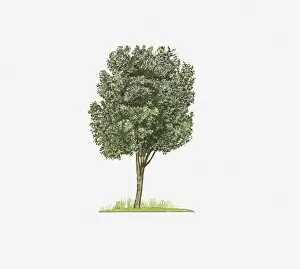 Images Dated 2nd March 2011: Illustration of Quercus canariensis (American Oak) showing shape of tree
