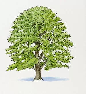 Oak Tree Gallery: Illustration of Quercus cerris (Turkey Oak)