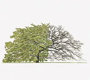Oak Tree Prints: Illustration of Quercus cerris Variegata (Variegated Turkey Oak) showing shape of tree with and without leaves