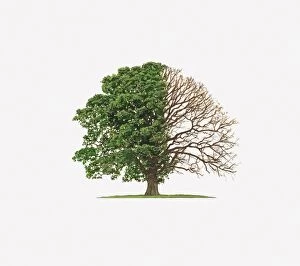 Images Dated 2nd March 2011: Illustration of Quercus Robur (English Oak) showing shape of tree with and without leaves